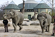 Elefantendame Temi ist trächtig und erwartet ein Junges imMai 2011 (Foto: MartiN Schmitz)
